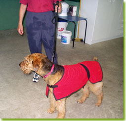 Airedale in housecoat