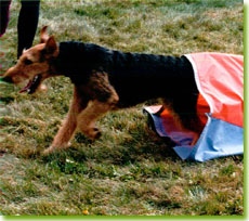 Happy Airedale in motion, photo by John Ross, courtesy of Pat Reed