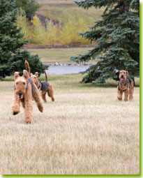 Calgary Airefest 2007 - Airedales coming running in!