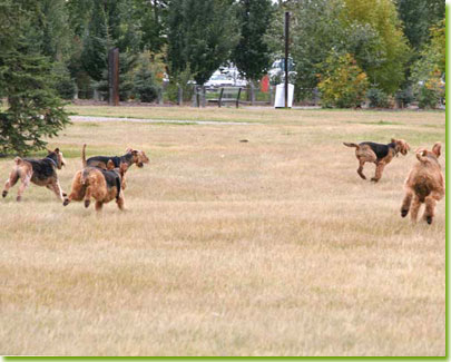 Airedales go running out!