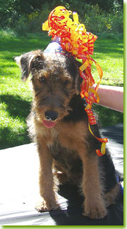 Bissel enjoys Fun Day 2005 in his beribboned hat