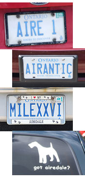 Airedale license plates