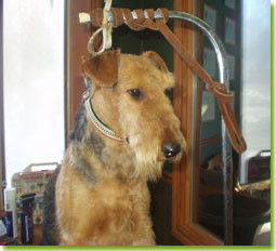 A beautifully groomed Airedale