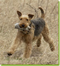 Hunting and working Airedales, photo by Dog Ads