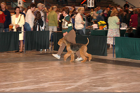 #244 15-18 Month Bitch- Traymar Aireforce Pierce Arrow, bred/owned by Liz Bishop and Margo Dupre