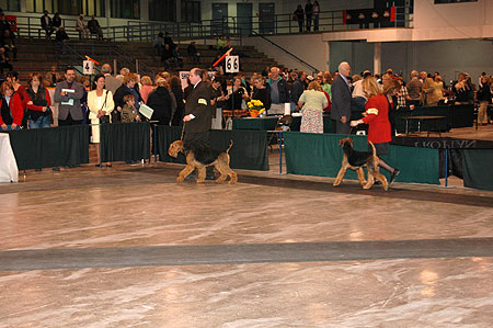 #814 and #267 - Male puppies, going around the ring