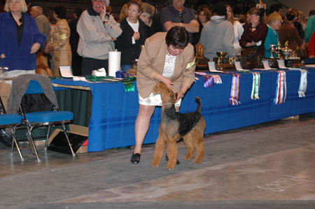 #157 Senior Puppy Bitch-Inglevalley Vintage Lace, Bred/owned by Marian Murray-Domanski